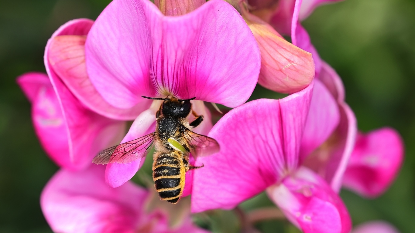 Розовые цветы с пчелой крупным планом