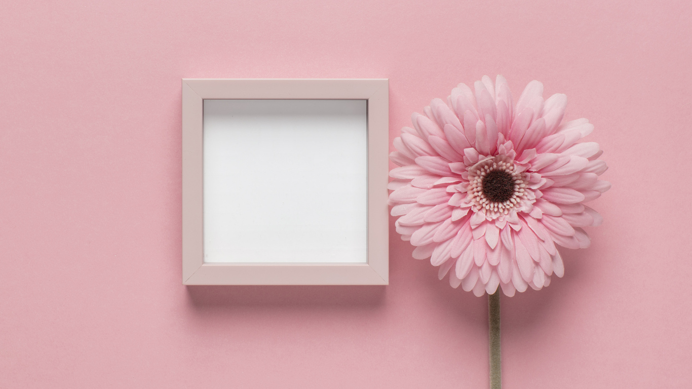Розовая гербера с рамкой на розовом фоне, шаблон для открытки