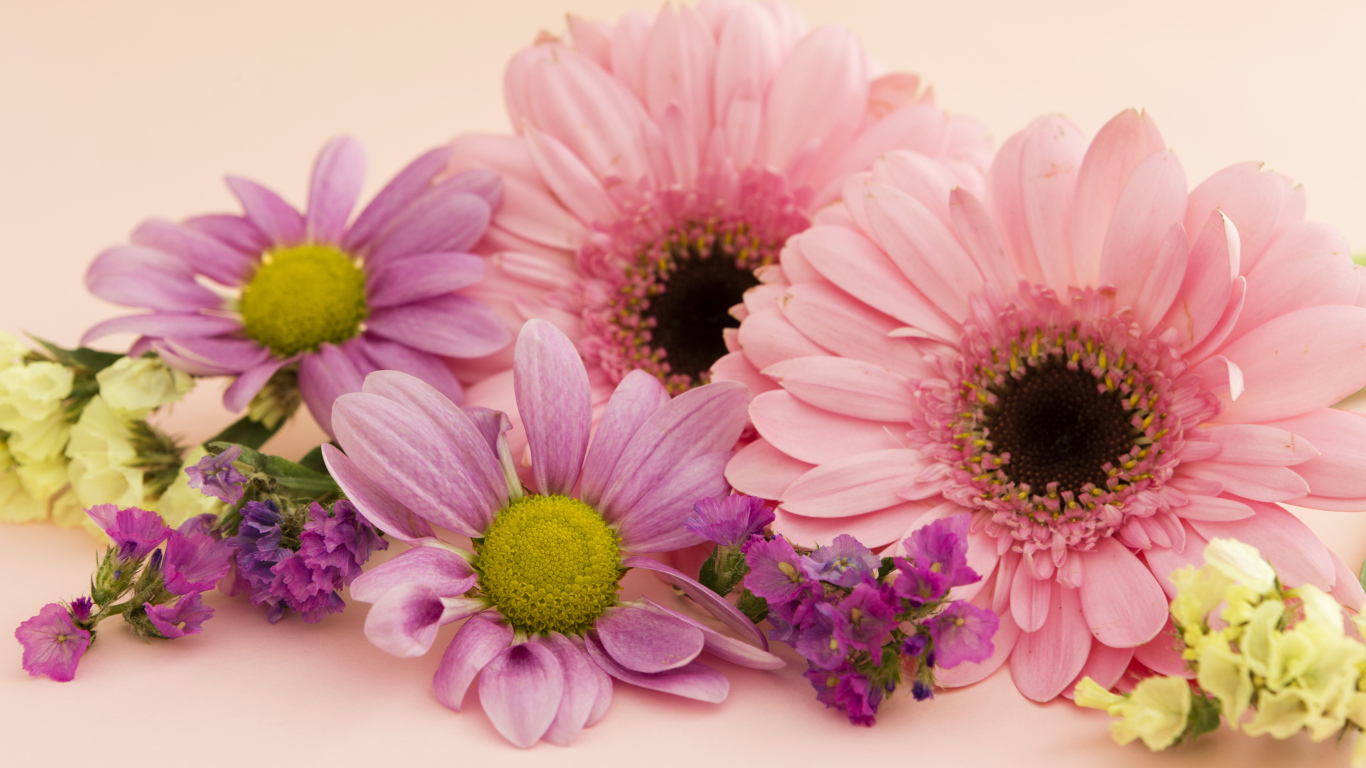 Розовые герберы и хризантемы крупным планом