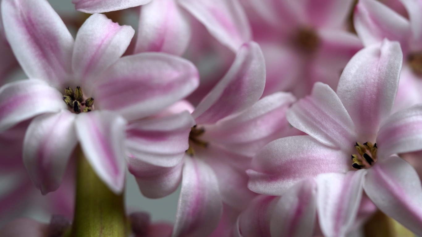 Розовые цветы гиацинта крупным планом