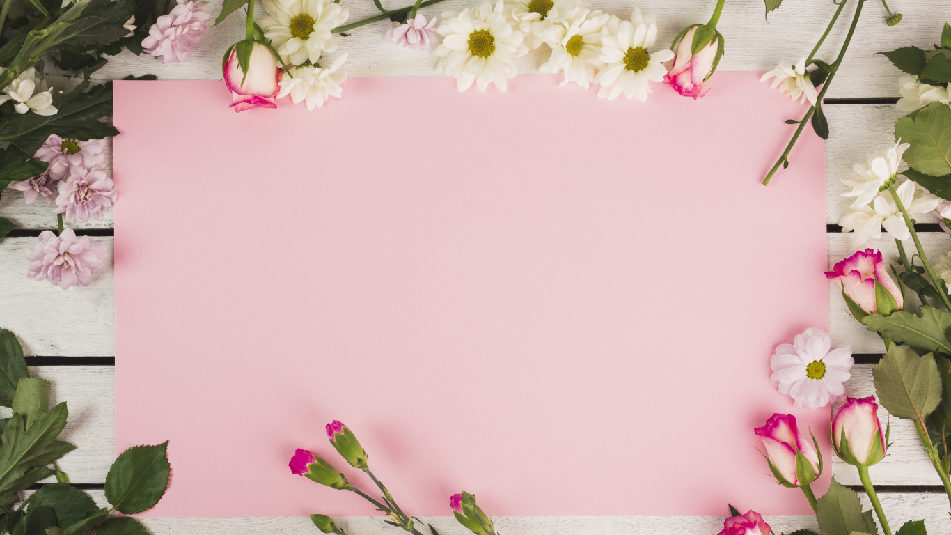 Розовый лист бумаги для открытки с цветами хризантемы