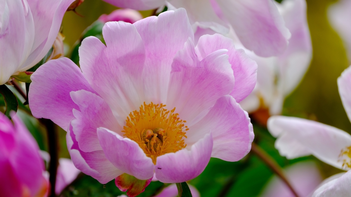 Розовые пионы с оранжевой серединой