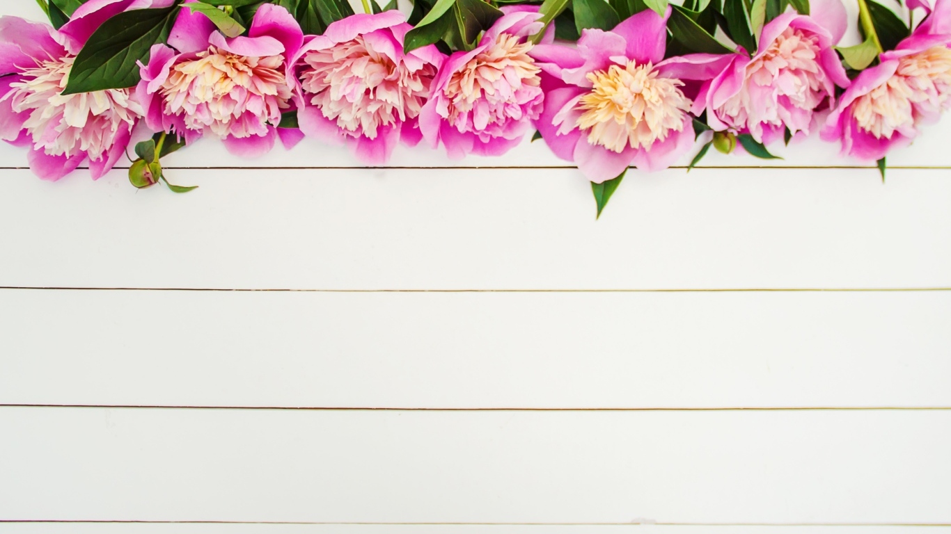 Розовые цветы пиона на белом деревянном фоне