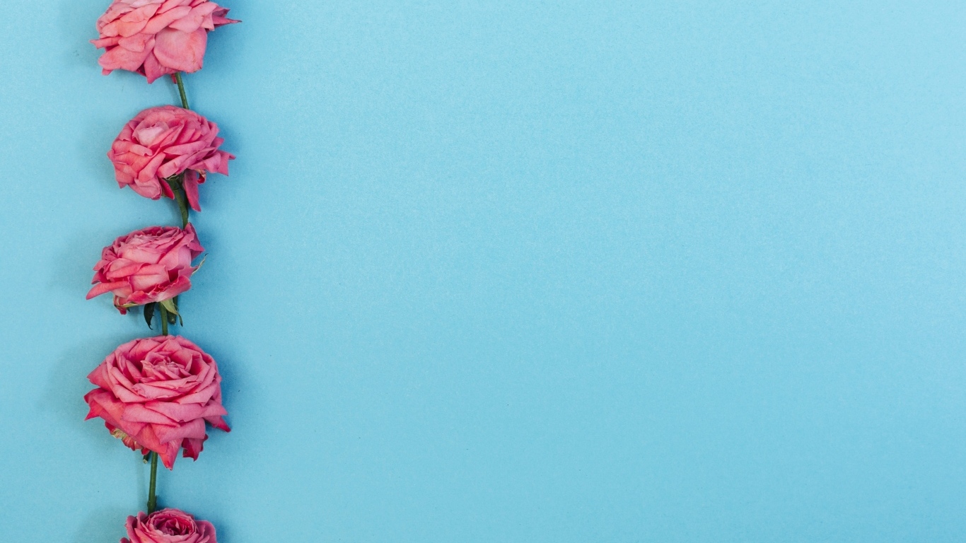 Розовые цветы розы на голубом фоне