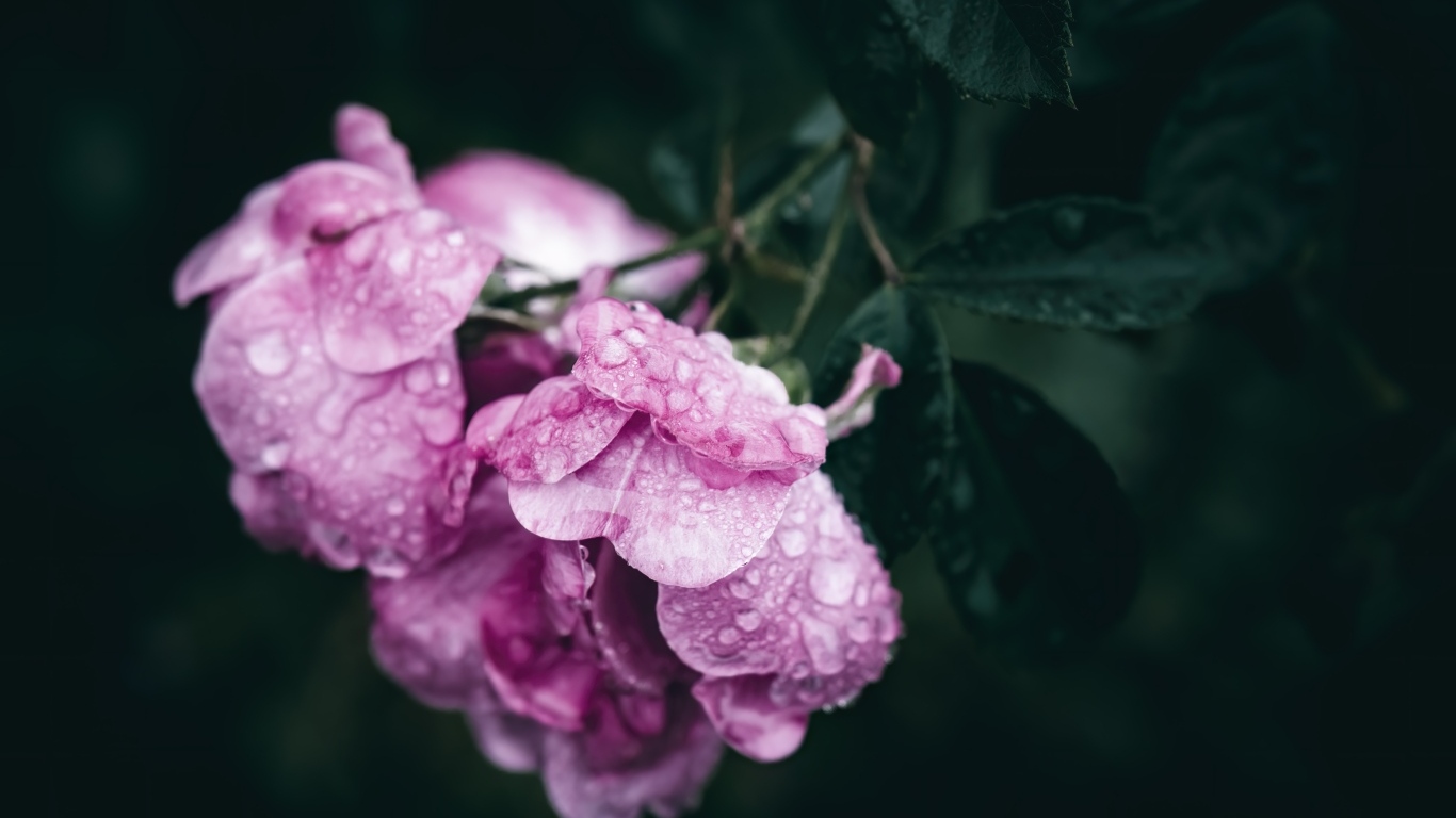 Розовая роза в каплях росы крупным планом