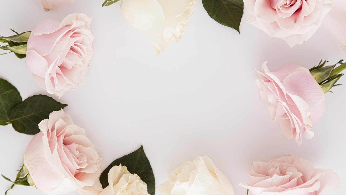 Розовые розы на сером фоне, шаблон для открытки