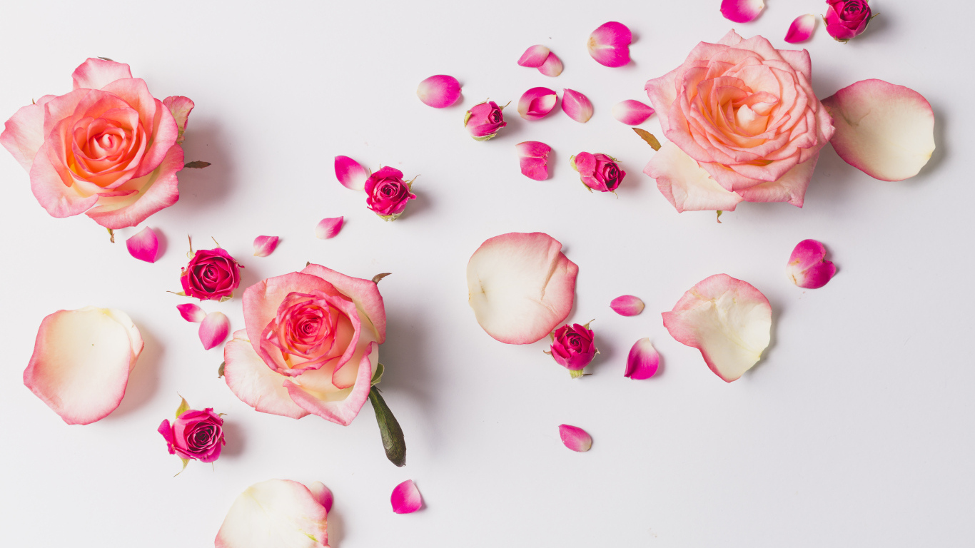 Розовые розы с лепестками на сером фоне