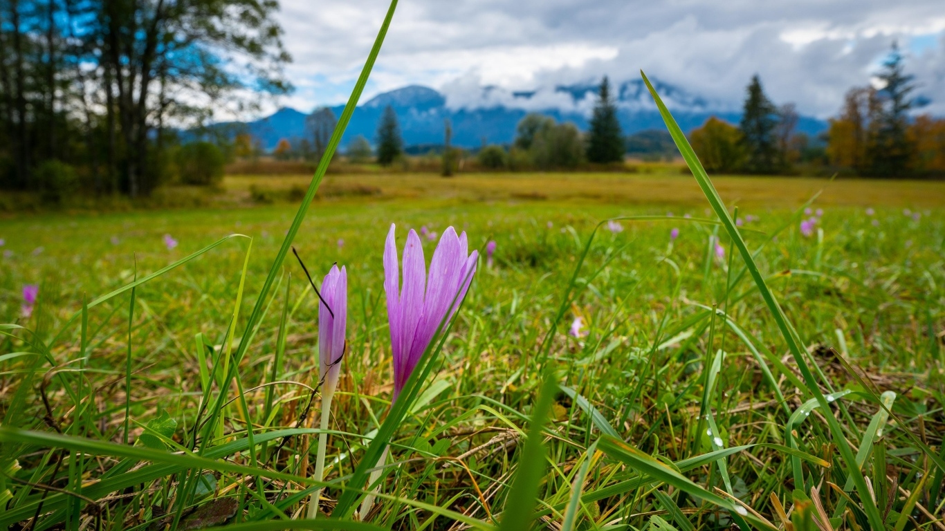 Розовые цветы шафрана на поле весной