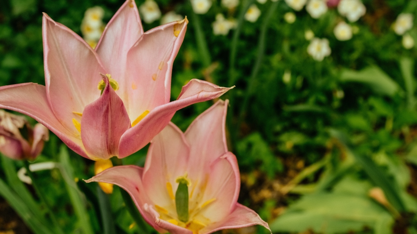 Розовые тюльпаны на клумбе крупным планом