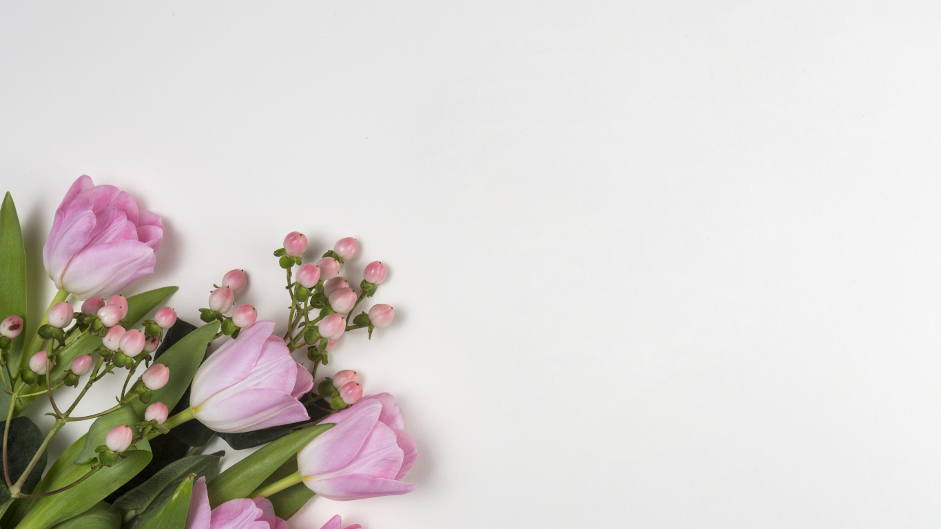 Розовые тюльпаны на сером фоне, шаблон для открытки