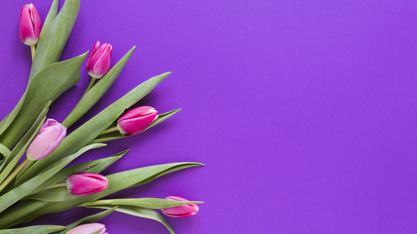 Розовые тюльпаны на сиреневом фоне, шаблон 