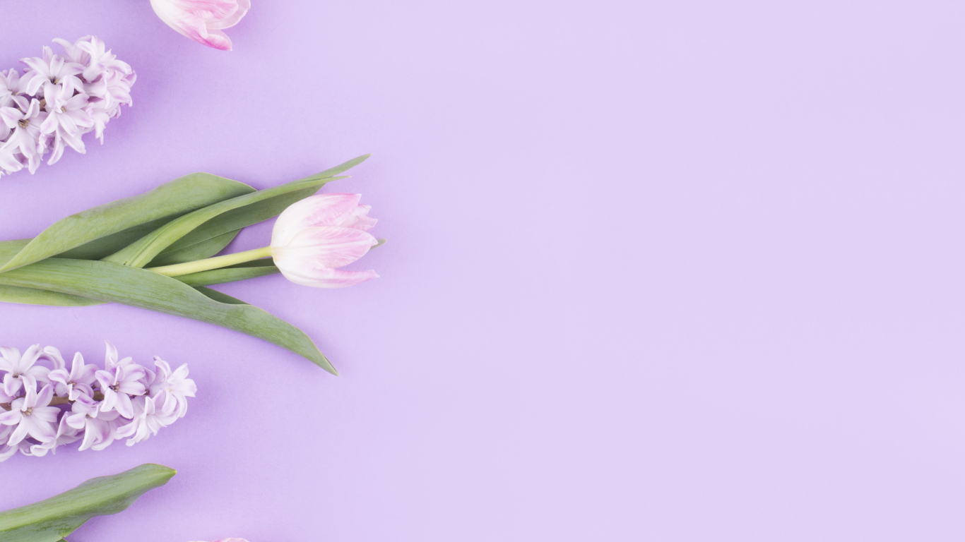 Розовые тюльпаны с гиацинтами на сиреневом фоне