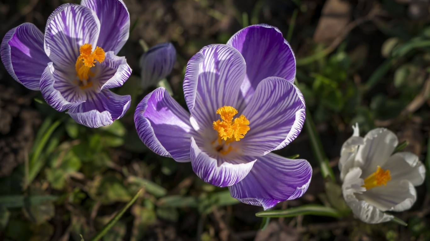 Фиолетовые и белые крокусы в лучах солнца