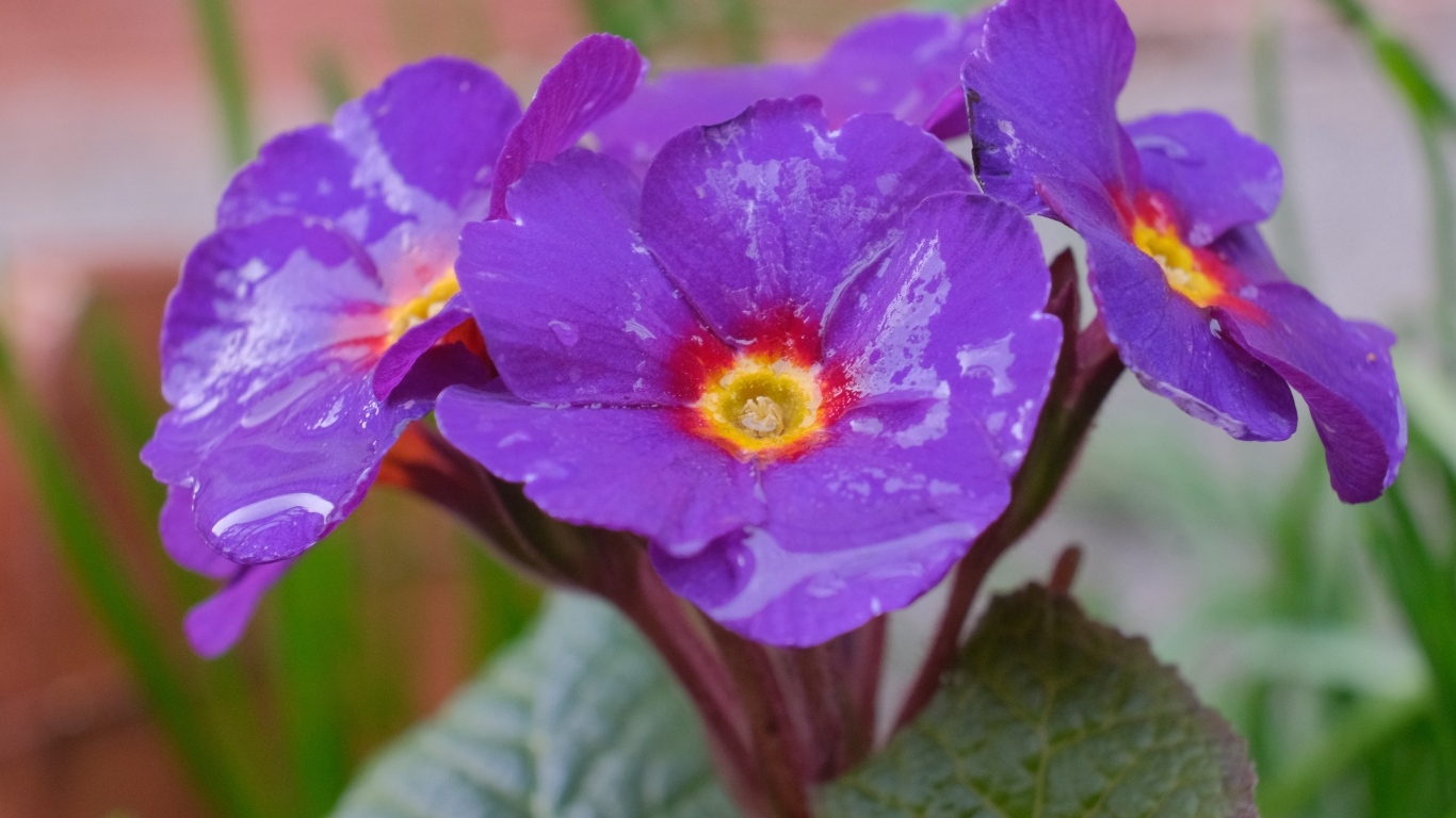 Фиолетовый комнатный цветок примула