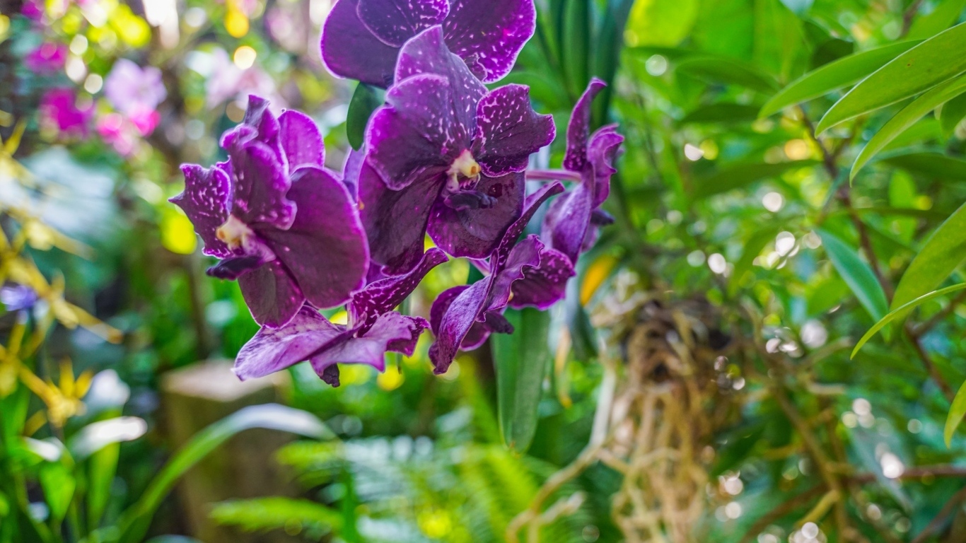 Фиолетовые цветы орхидеи в оранжереи
