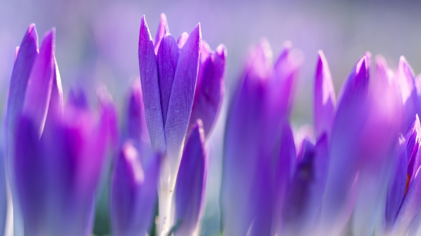 Фиолетовые весенние крокусы на клумбе