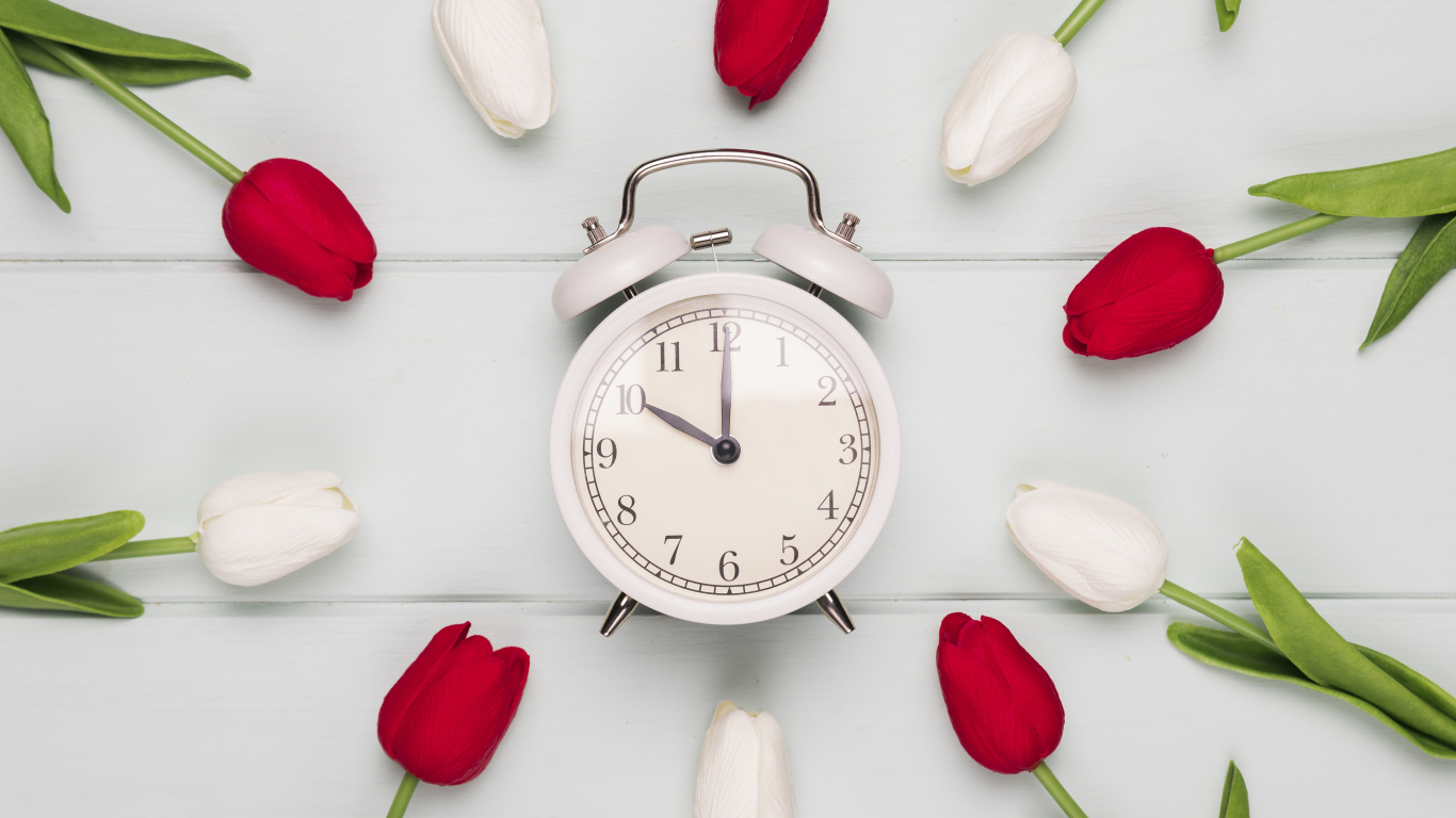 Красные и белые тюльпаны с будильником на сером столе