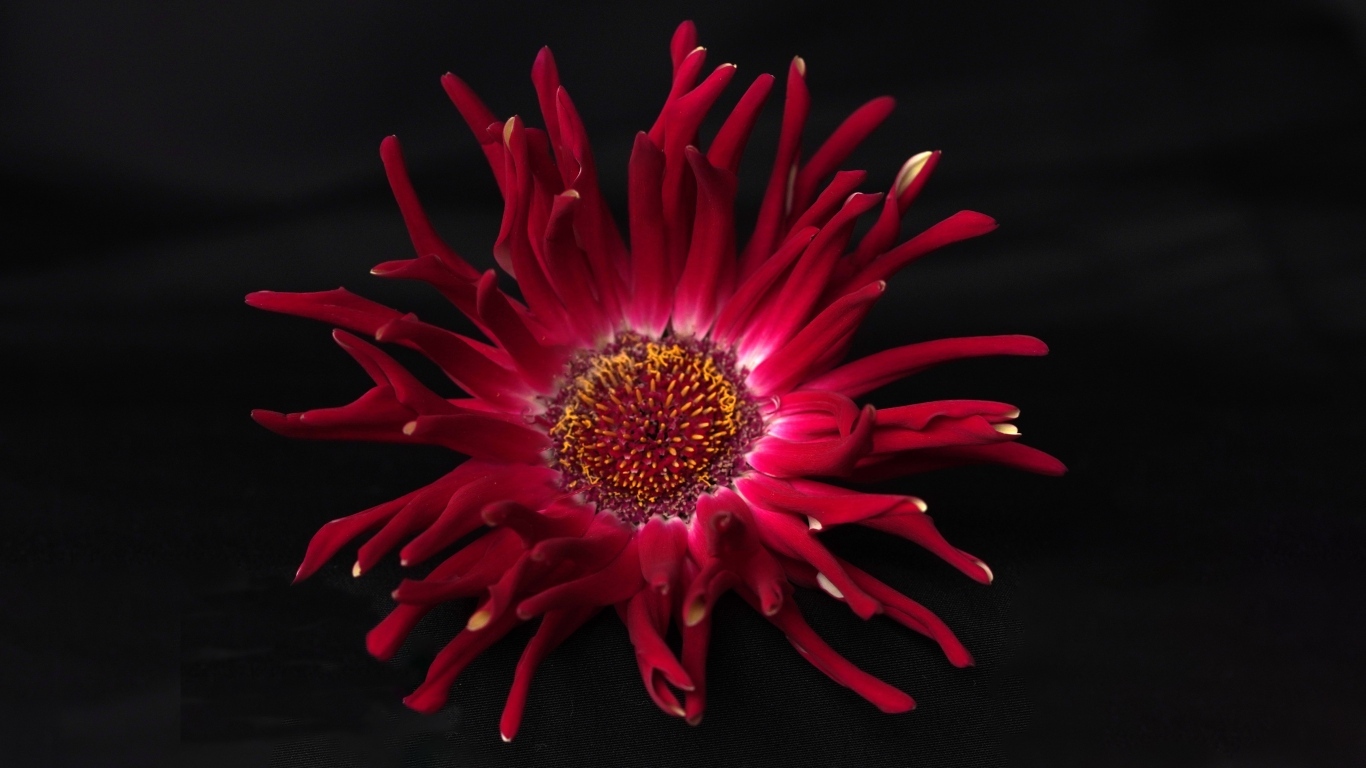 Красный цветок георгина с острыми лепестками на черном фоне