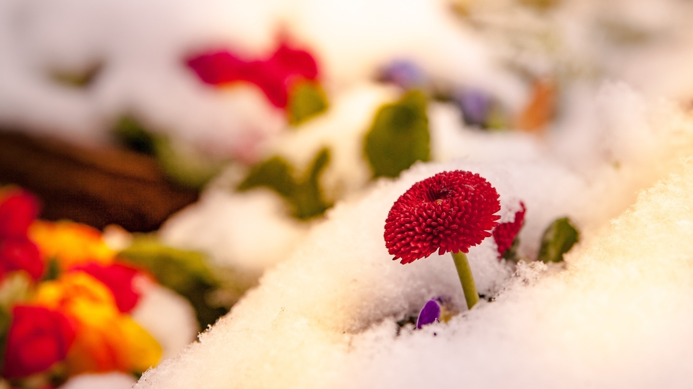 Красный цветок маргаритки под снегом