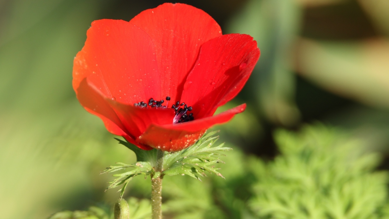 Красный садовый мак с черной серединкой
