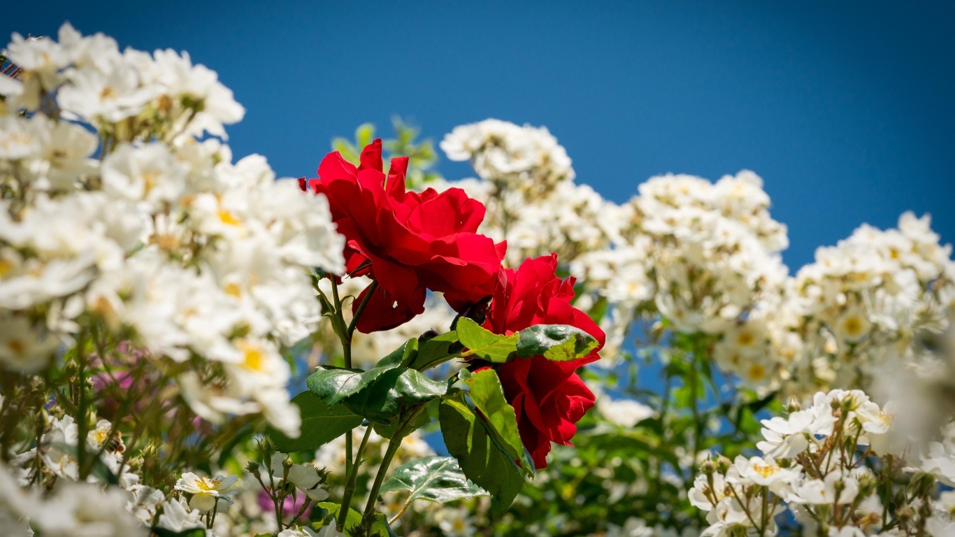 Красная парковая роза среди белых роз