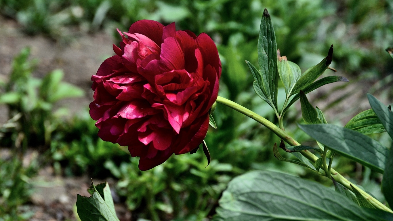 Красный пион с зелеными листьями на клумбе