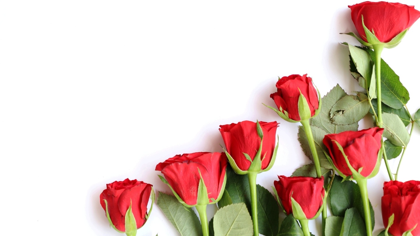 Романтические красные розы на белом фоне