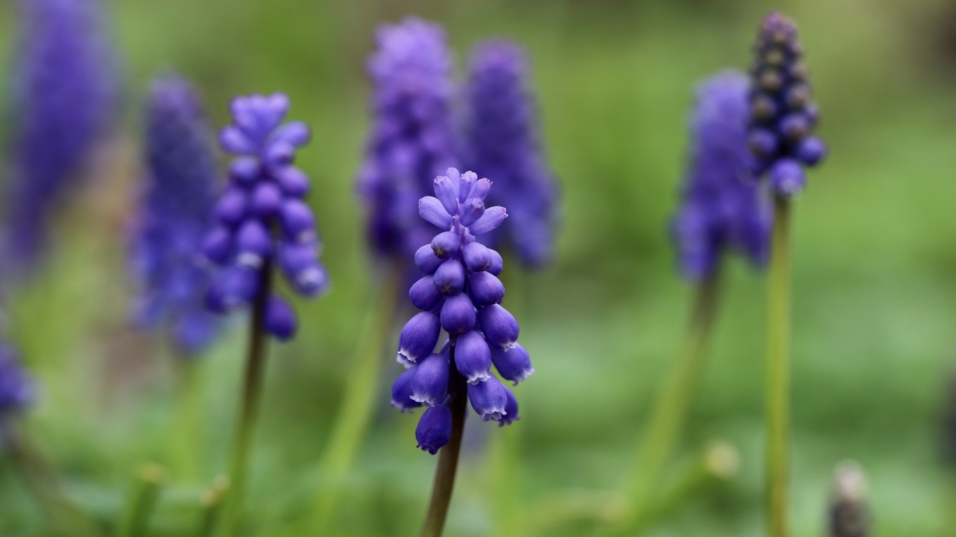 Маленькие весенние цветы мускари на зеленом фоне