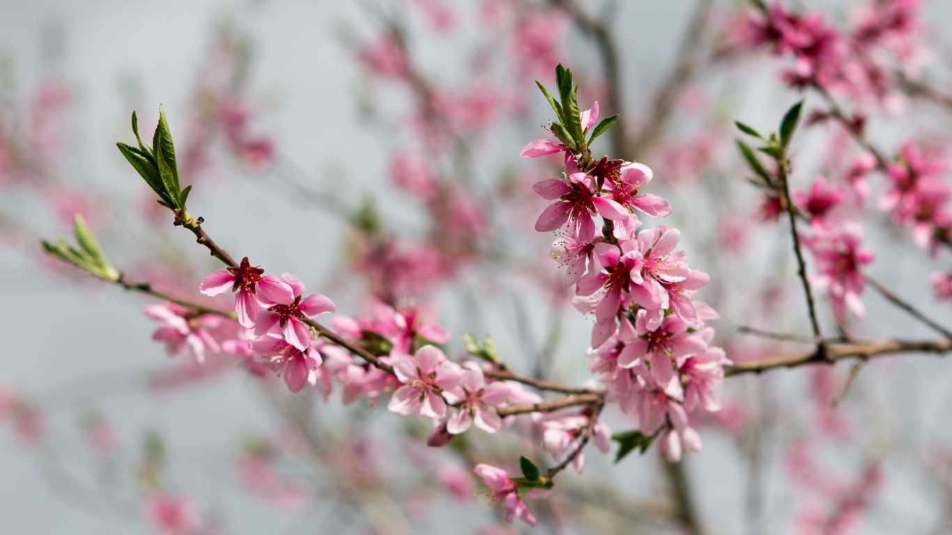 Весенние цветы персика на ветках