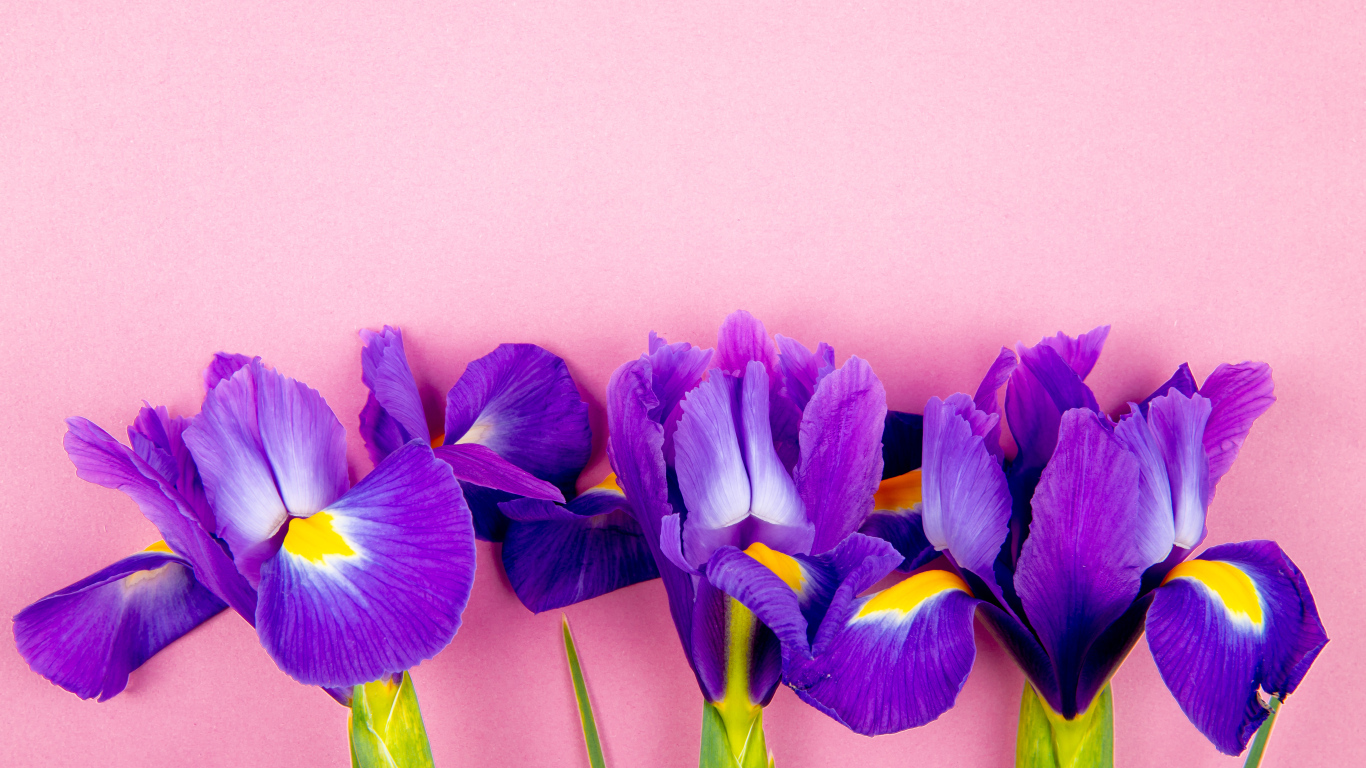 Три фиолетовых цветка ириса на розовом фоне