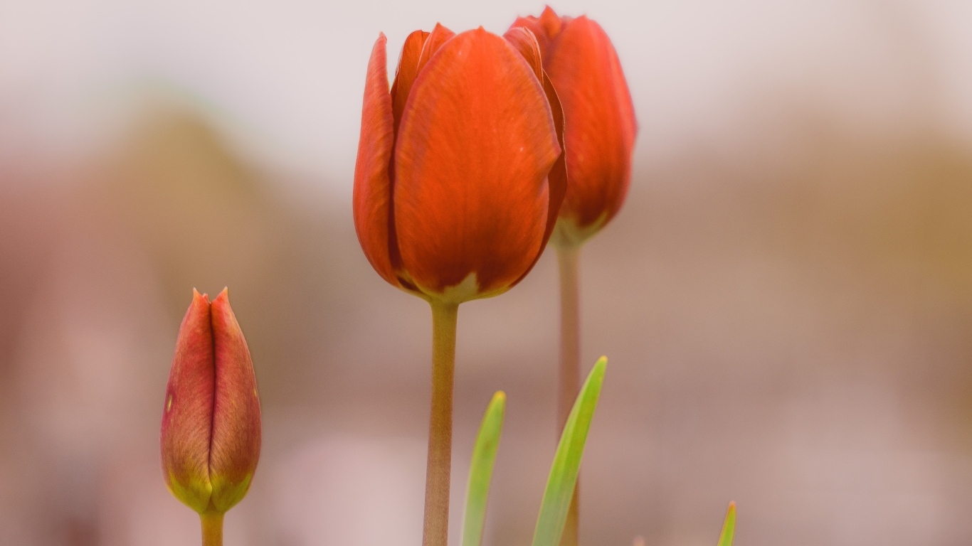 Три красных тюльпана на коричневом фоне