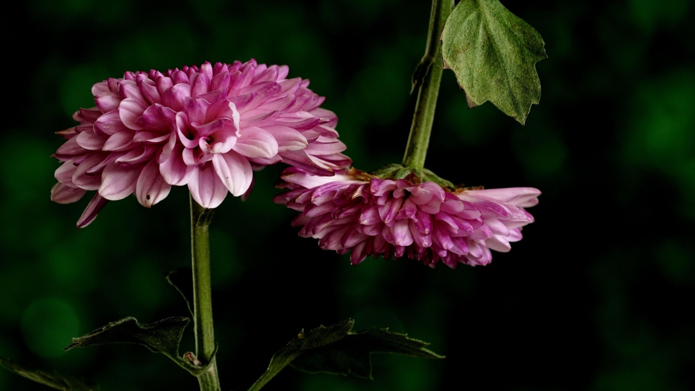 Два розовых цветка хризантемы