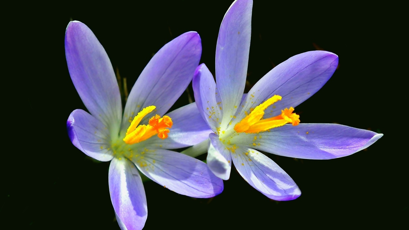 Два фиолетовых крокуса на черном фоне