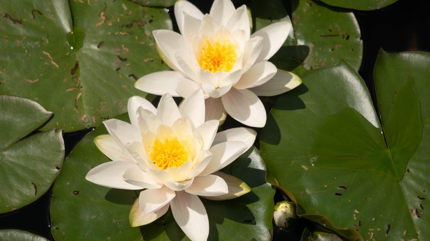 Два цветка водяной лилии с большими зелеными листьями в пруду