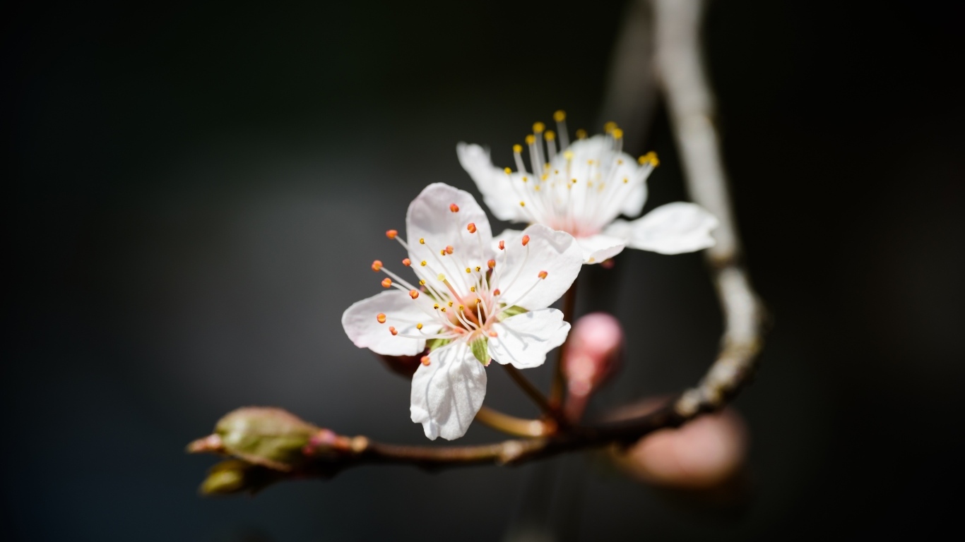 Два белых цветка вишни крупным планом