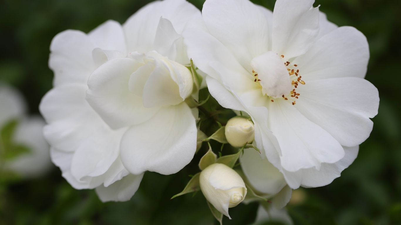 Две белые розы с бутонами крупным планом