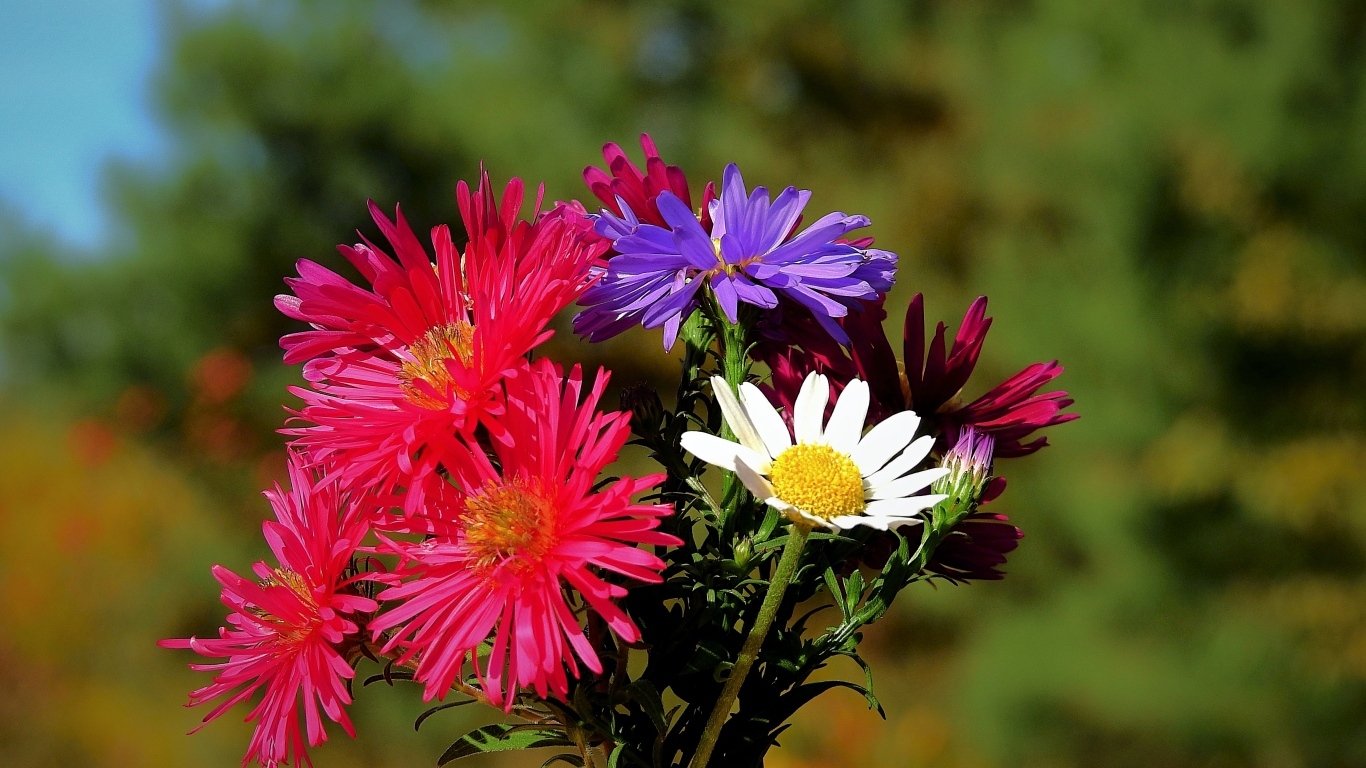 Пестрый букет осенних цветов астры
