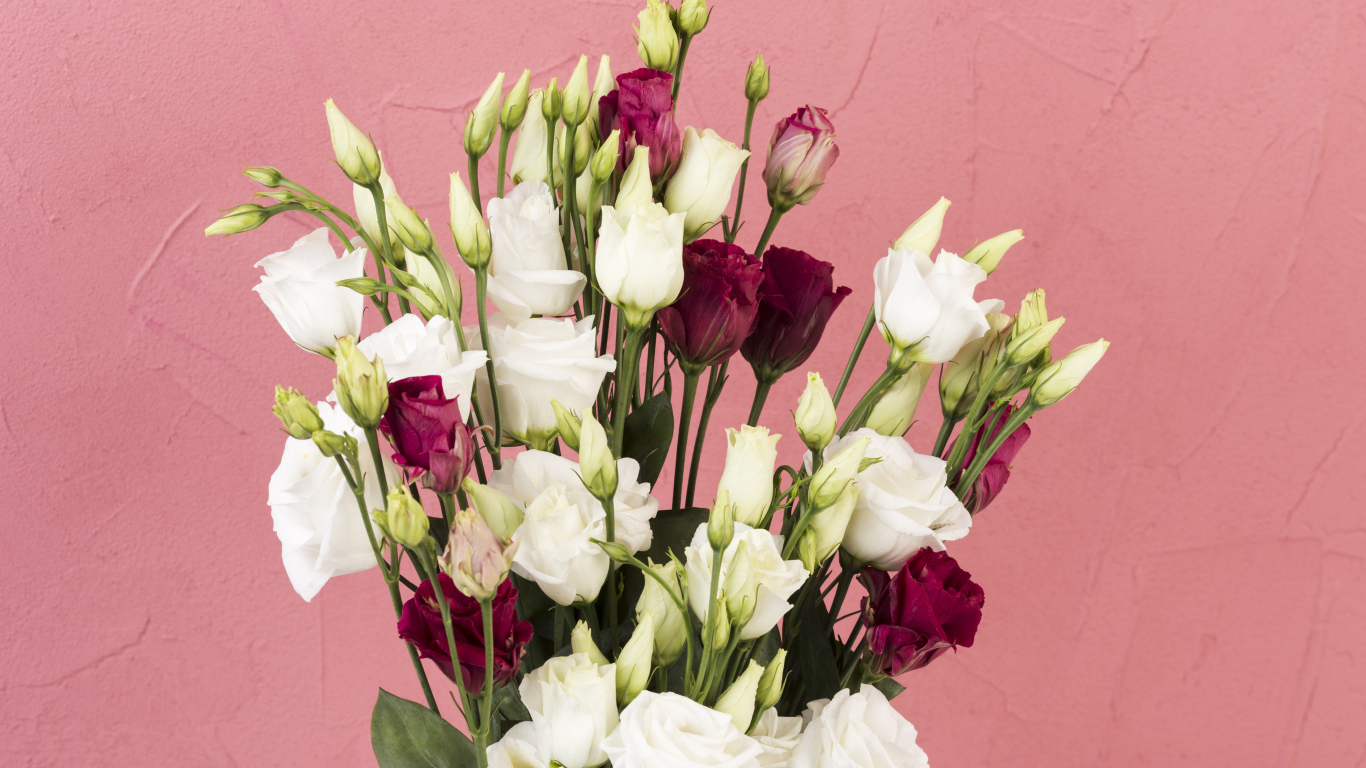 Белые и красные цветы эустомы на розовом фоне