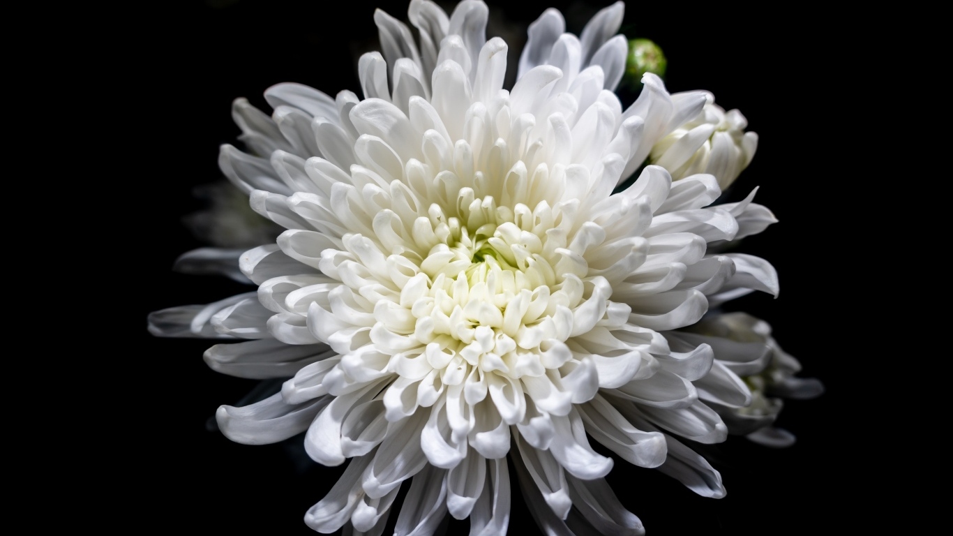 Белый осенний цветок хризантемы на черном фоне крупным планом
