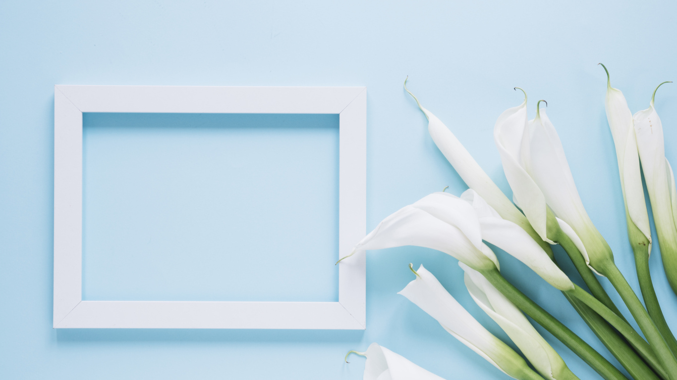 Белые каллы с рамкой для фото на голубом фоне