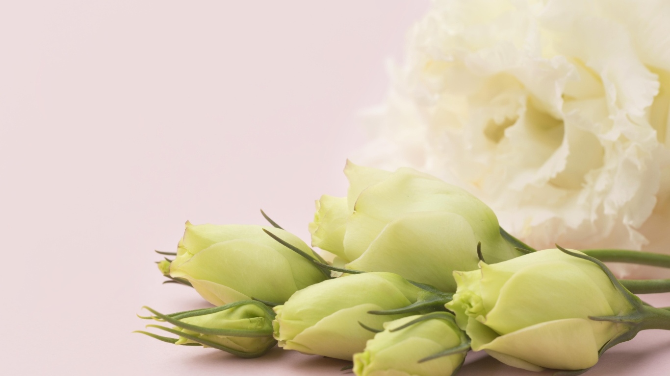 Белые цветы эустомы на розовом фоне крупным планом