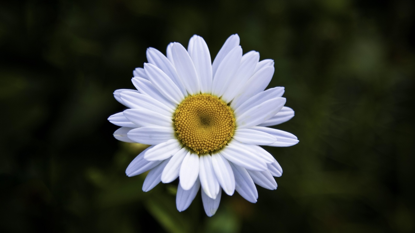 Белая полевая ромашка с желтой серединкой