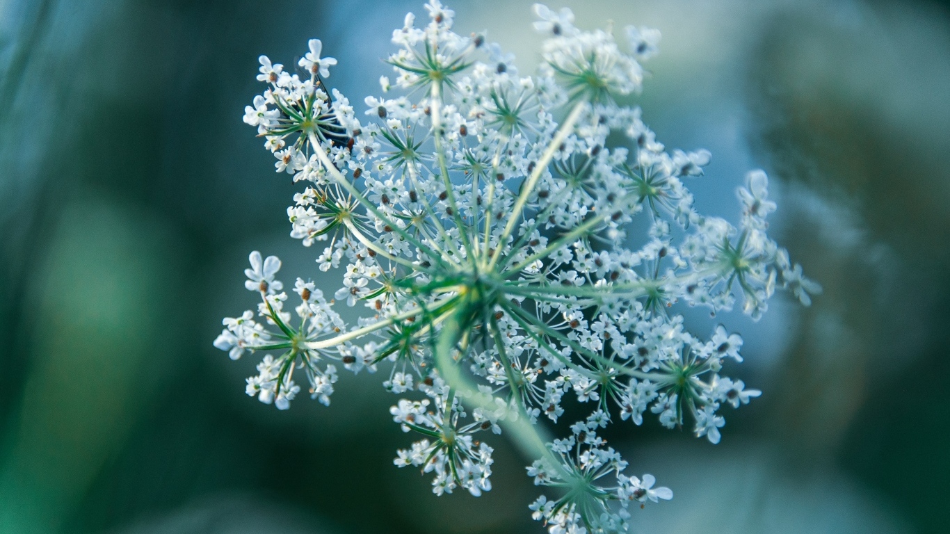 Белое цветущее полевое растение