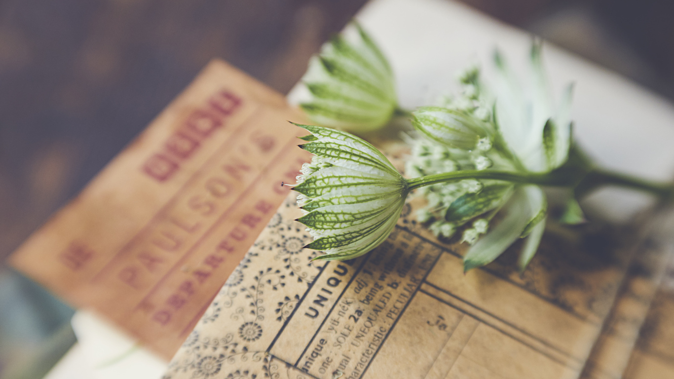 Белые цветы с бумагой на столе