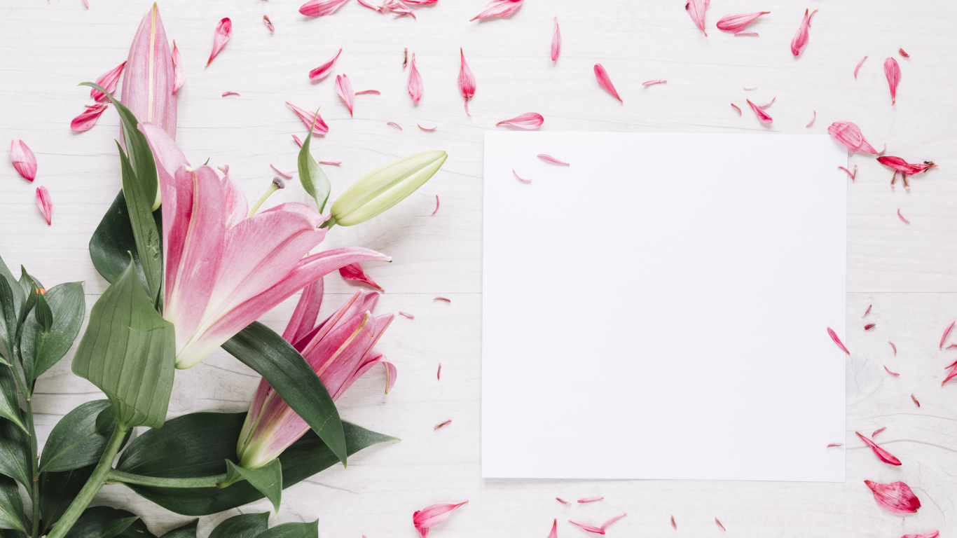 Белый лист с розовыми цветами лилии