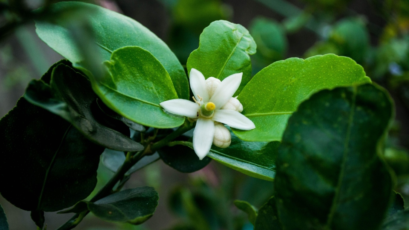 Белый цветок лайма на ветке в зеленых листьях