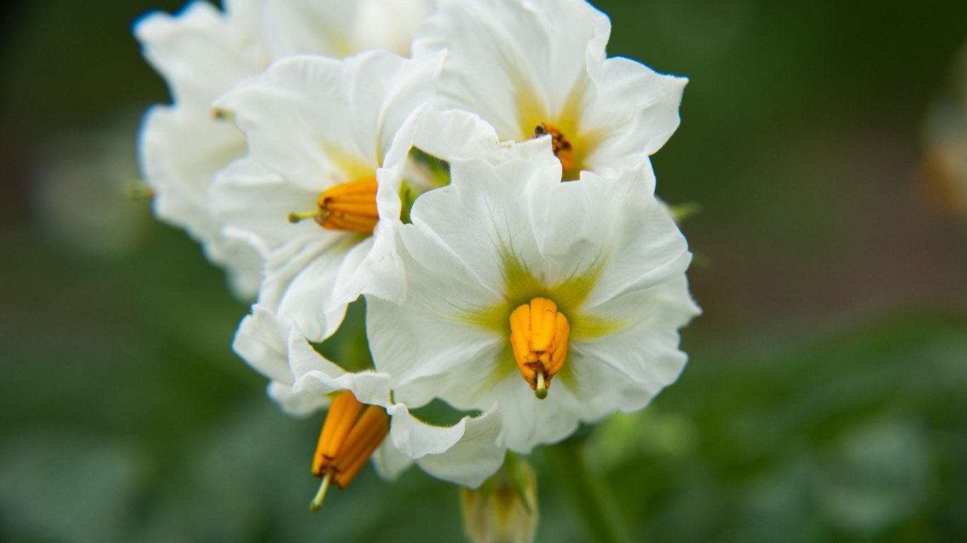 Белые цветы картофеля крупным планом