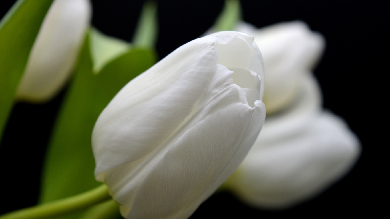 Белый настоящий тюльпан крупным планом