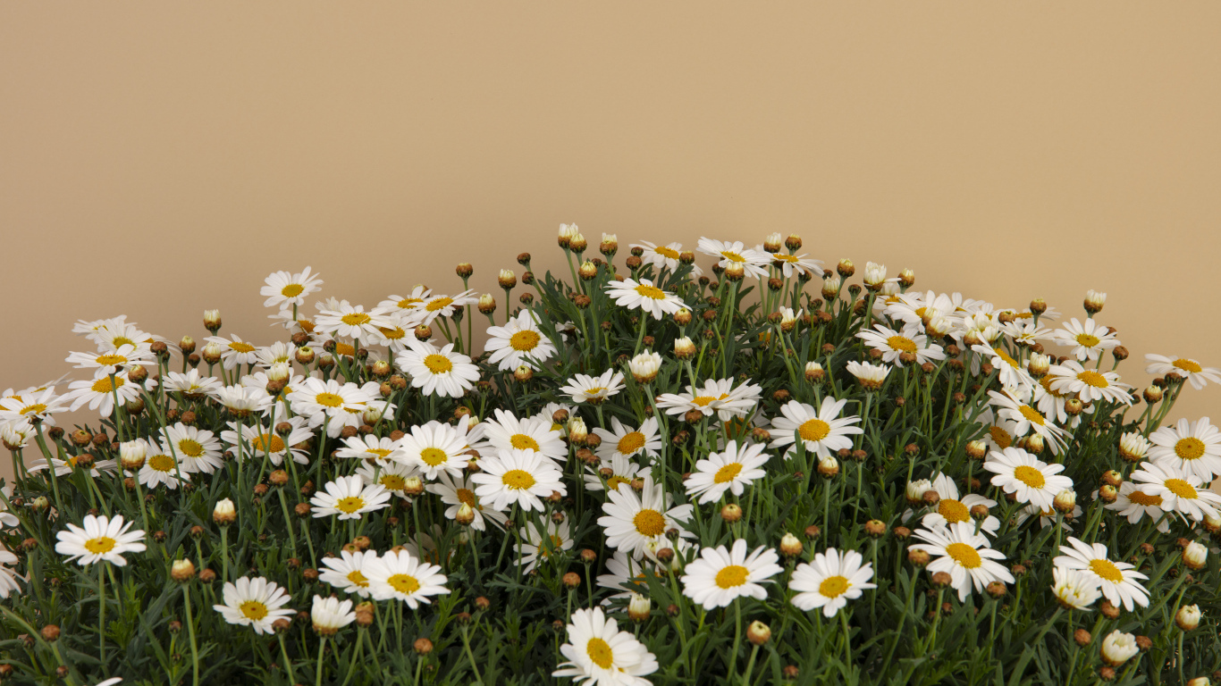 Белые маленькие ромашки на коричневом фоне