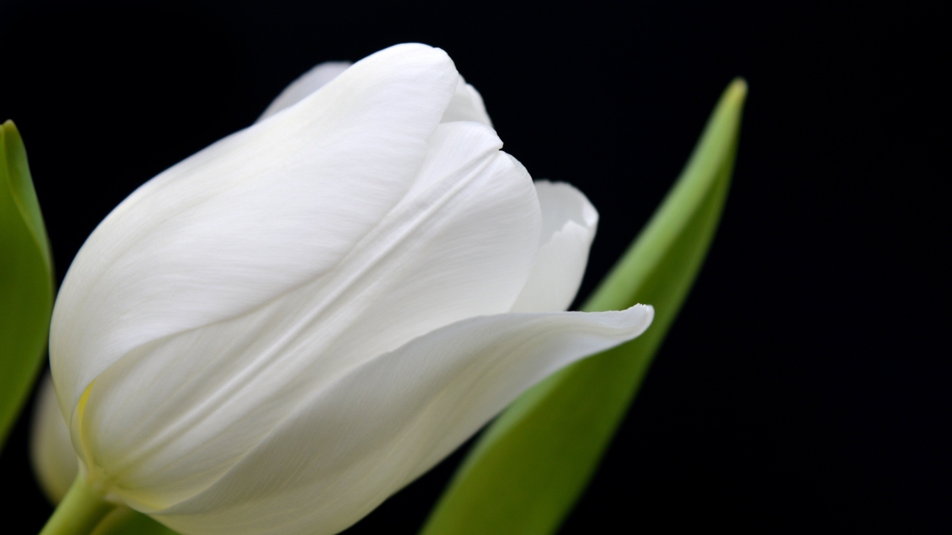 Белый тюльпан с тонкими лепестками на черном фоне